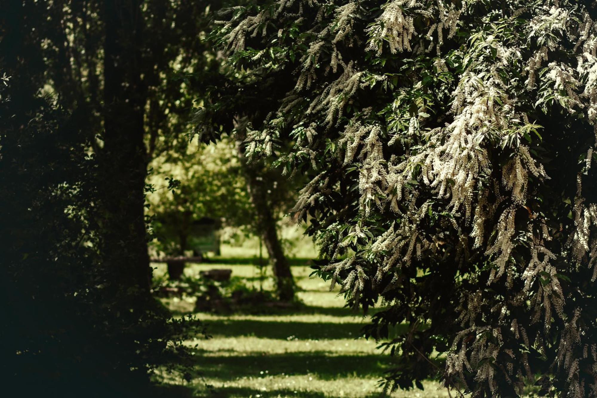 Le Chateau De Sorgues Cornus Exterior photo